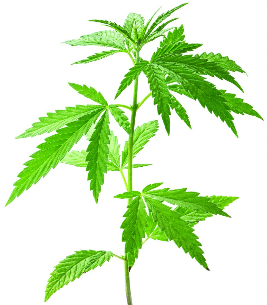 Wild hemp plant. Isolated on a white background.